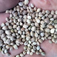 80斤/袋鳥食線麻子、鳥料火麻仁、油料火麻仁 花肥線麻子運費到付