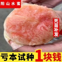 無(wú)錫陽(yáng)山水蜜桃樹(shù)苗 南方種北方種植嫁接桃苗特大果樹(shù)苗當(dāng)年結(jié)果