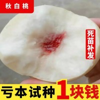 秋白桃樹(shù)苗嫁接桃苗 銀白桃苗 桃樹(shù)苗當(dāng)年結(jié)果 南方北方種植果樹(shù)