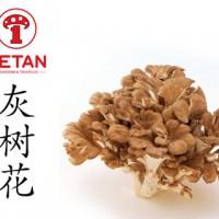 DETAN德添舞茸 新鮮灰樹花 購買請電話聯(lián)系，否則不發(fā)貨