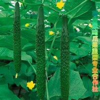 供應(yīng)原產(chǎn)地黃瓜，品質(zhì)高口感脆