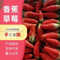 產地直供香蕉草莓凈重草莓新鮮大草莓水果當季水果草莓現(xiàn)摘現(xiàn)發(fā)