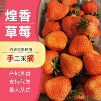 產地直供煌香草莓凈重草莓新鮮大草莓水果當季水果草莓現(xiàn)摘現(xiàn)發(fā)