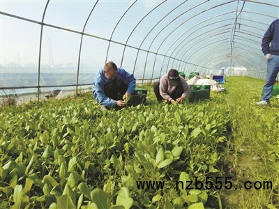 種植基地里，種植戶忙著采收蔬菜。