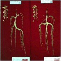 產(chǎn)地一手批發(fā)野山參長白山林下參80cm皮盒禮品贈(zèng)送禮盒款包裝人參