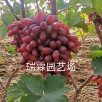 長?？巳鹕咸衙?木果樹苗木批發(fā) 葡萄苗樹葡萄樹苗