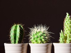 這5種植物，盡量不要養(yǎng)在室內(nèi)
