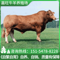 【魯西黃?！楷F(xiàn)貨嘉旺魯西黃牛苗 批發(fā)出售養(yǎng)殖場牛肉牛犢