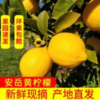 果園直發(fā)安岳黃檸檬 新鮮皮薄多汁，包郵 帶箱稱重. 壞果包賠