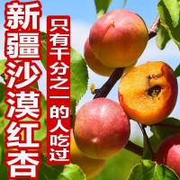 新疆小紅杏吊干杏鮮杏純甜一杏兩吃新鮮應季水果一件代發(fā)/落地配