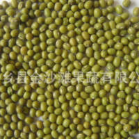 綠豆常年供應(yīng)，芽豆，商品豆，質(zhì)量保證 價格優(yōu)惠