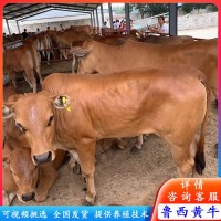 哪有賣改良小黃牛小牛犢 西門(mén)塔爾牛改良肉牛苗價(jià)格 魯西黃牛養(yǎng)殖