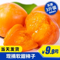【順豐】正宗火晶柿子軟柿子糖心柿子當季水果應季新鮮現(xiàn)摘代發(fā) 2斤起批