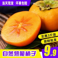 【順豐】脆柿子新鮮水果10整箱斤當季現(xiàn)摘巧克力柿子脆甜硬柿包郵 2斤起批
