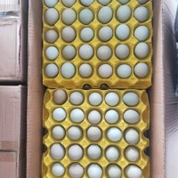 綠殼烏雞蛋，480枚/箱，凈重39-40斤，日撿日發(fā)