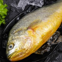 海鮮水產鮮活黃花魚 新鮮黃魚冷凍大黃魚深海魚類 連云港水產批發(fā)