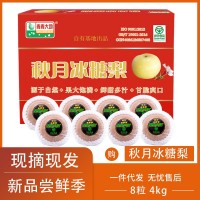 青青大地萊陽秋月梨冰糖梨禮盒裝新鮮原產地直發(fā)水果整箱8斤