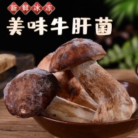 云南特產速凍鮮美牛肝菌可清炒涮火鍋煲湯美味食材現貨批發(fā)