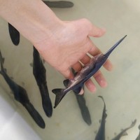 鴨嘴魚苗鴨嘴鱘魚苗匙吻鱘魚苗水產養(yǎng)殖魚苗成活率高
