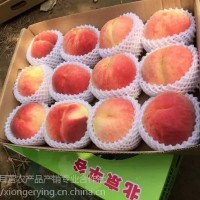 14號桃，平谷原產(chǎn)地直發(fā)，8月成熟大桃