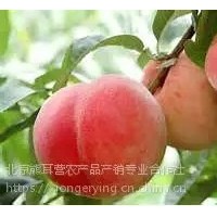 黃桃，平谷產(chǎn)地直發(fā)大桃，黃桃批發(fā)，代收