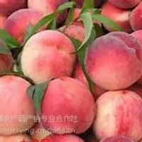 平谷大桃24號,土特產(chǎn)禮品盒，平谷大桃采摘園，批發(fā)大桃