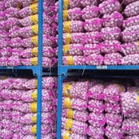 大量供應山東大蒜，干蒜，鮮蒜、市場蒜。蒜米料，出口大蒜