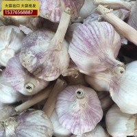 供應金鄉(xiāng)大蒜 大蒜出口殘次品2kg 28元 ，不影響使用，美觀度欠，